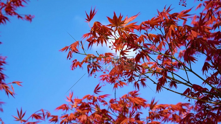 秋天里的红枫叶自然风景