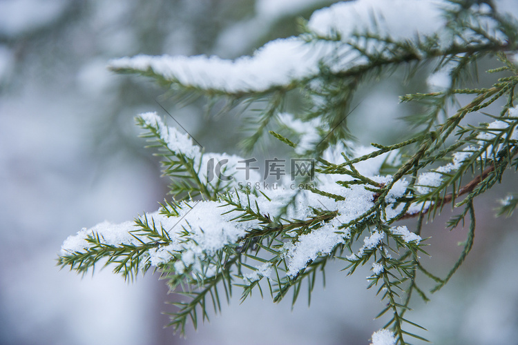 冬天落满积雪的柏树枝