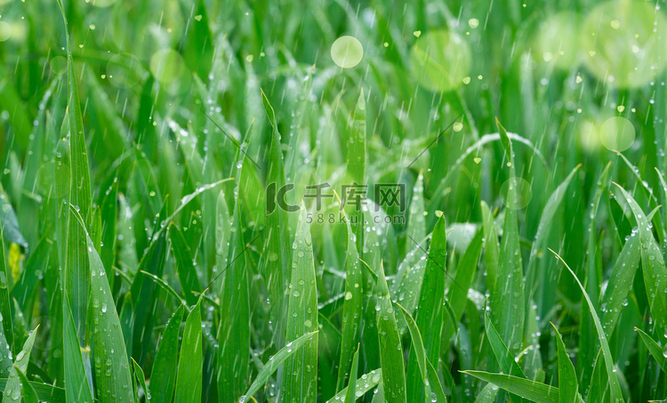 谷雨谷雨谷雨创意合成摄影图配图