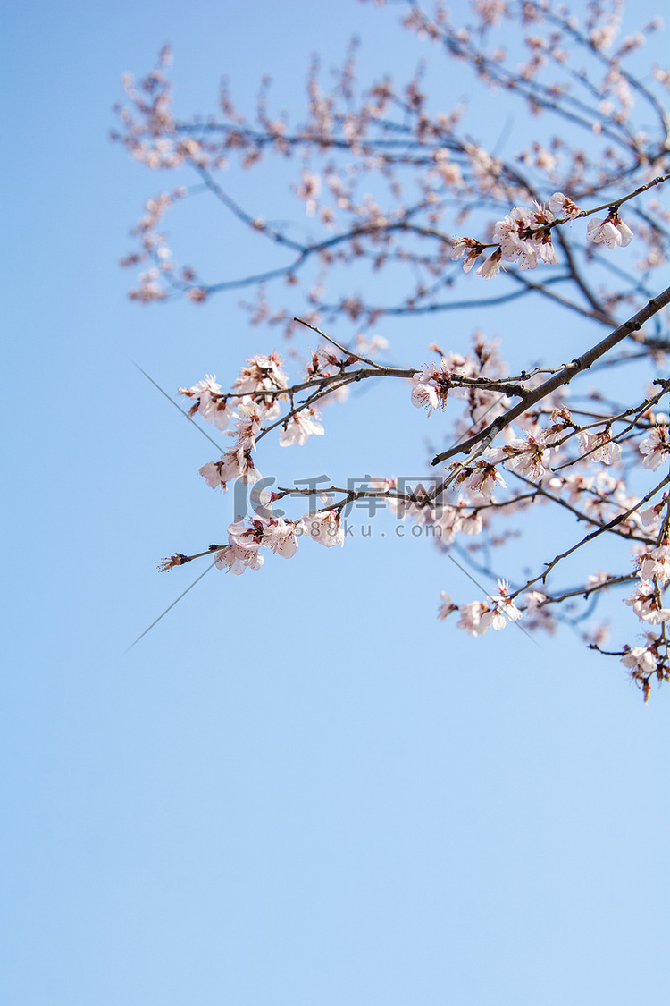 季节白天樱花蓝天下盛开摄影图配