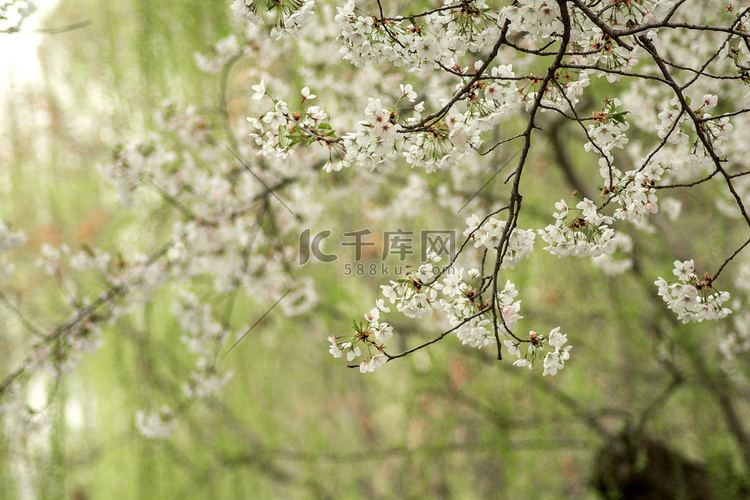 风景白天樱花樱花树林开放摄影图