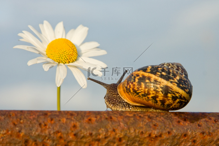 关于铁路和花蜗牛