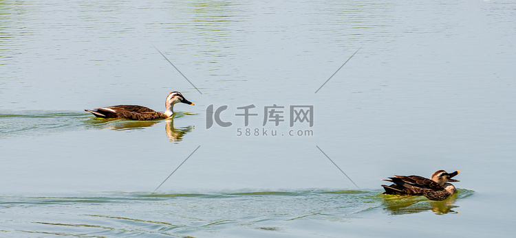 夏天水禽动物白昼一对水鸭户外湖