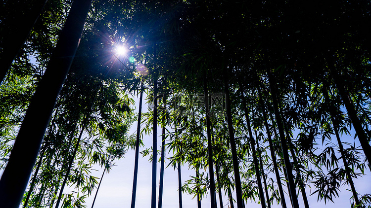 竹林里的光晕夏天清晨竹子竹园光