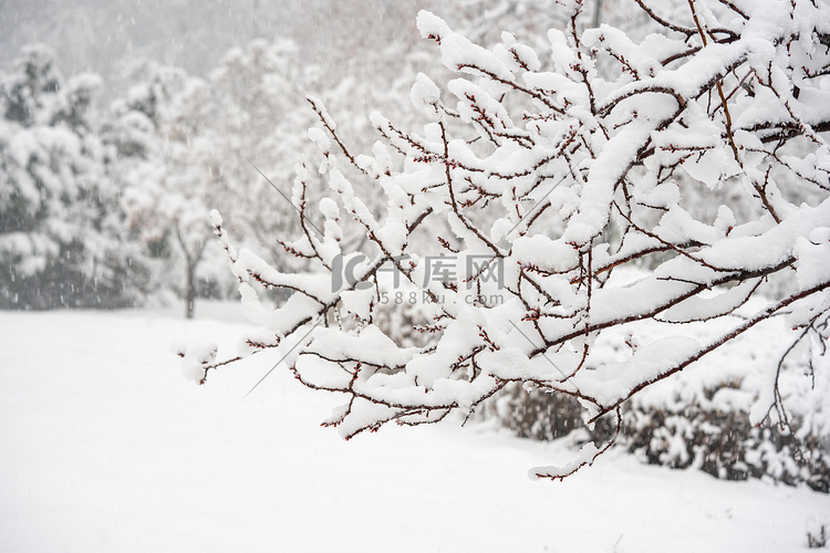 冬季雪景白天冬季雪景雪压树枝室