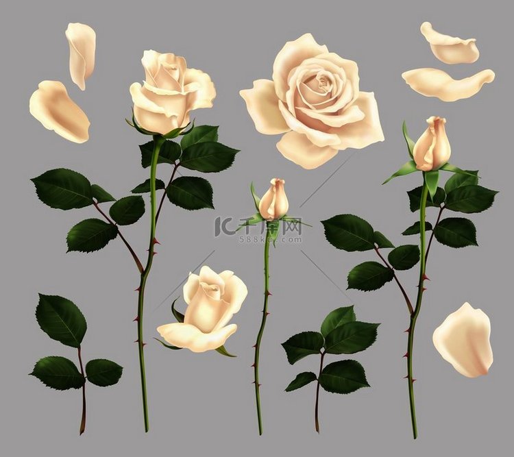 美丽盛开的白玫瑰花和花瓣逼真集