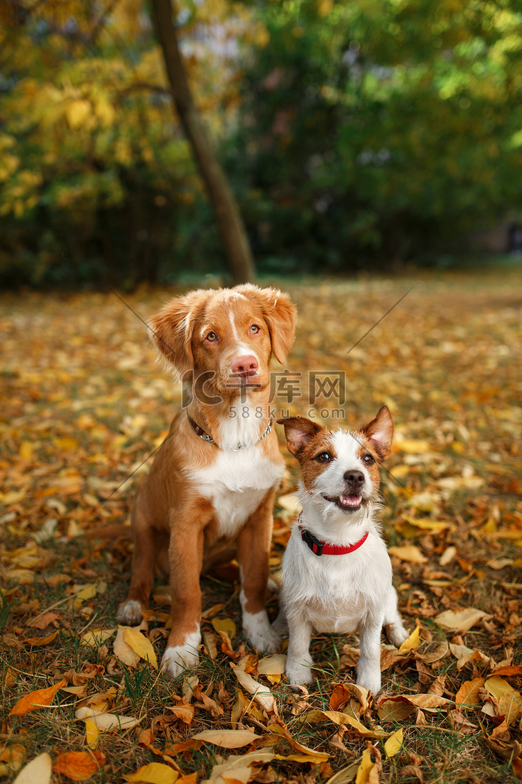 梗类犬和猎犬可爱的小狗