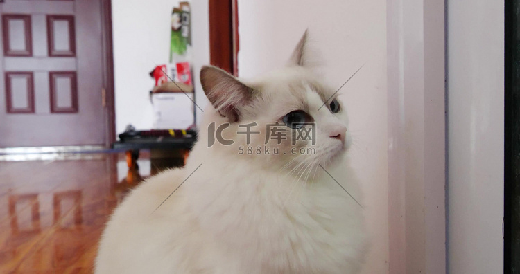 高清宠物猫布偶猫品种猫特写白猫