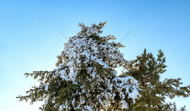 冬季松树特写雪景