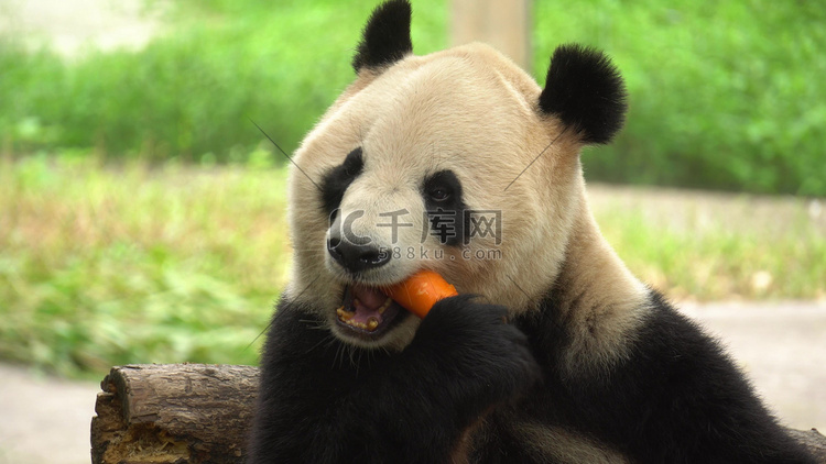 国宝大熊猫动物园啃食胡萝卜