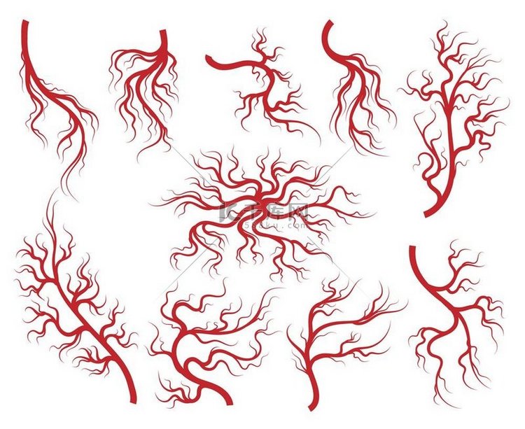静脉和毛细管图标设置静脉矢量在