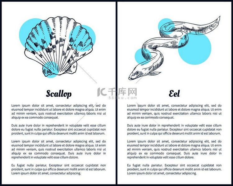 扇贝和鳗鱼手绘矢量插图。