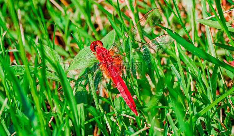 野外田间昆虫白昼红蜻蜓户外拍摄