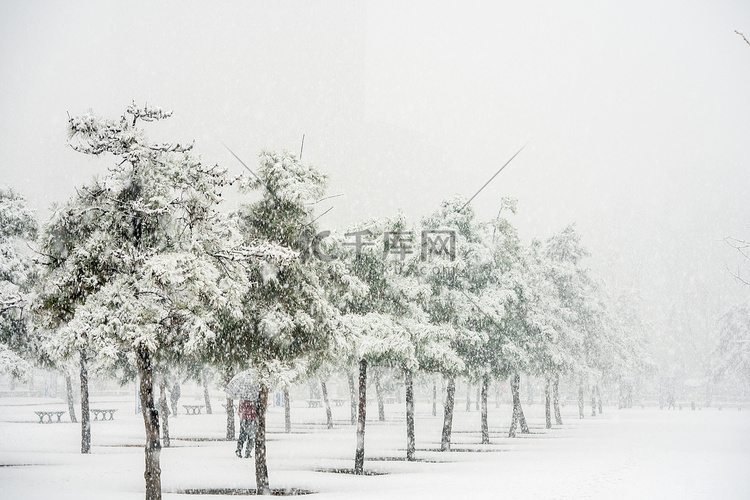 下雪白天雪松野外下雪摄影图配图