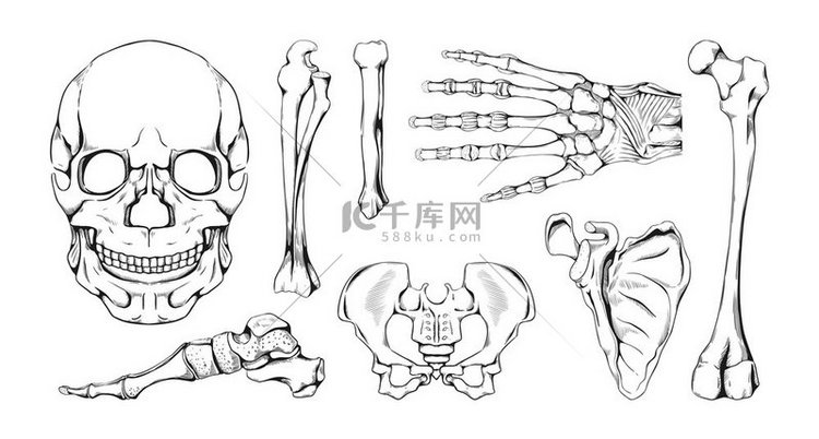手绘骨骼老式人体骨骼解剖部位和