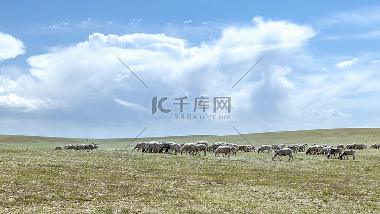 草原牧场上午羊群夏季素材摄影图