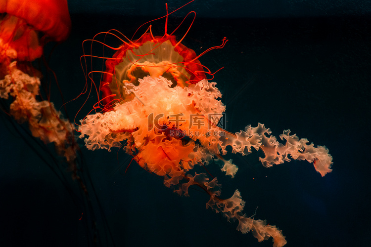 海洋馆水族馆水母水下世界高清摄