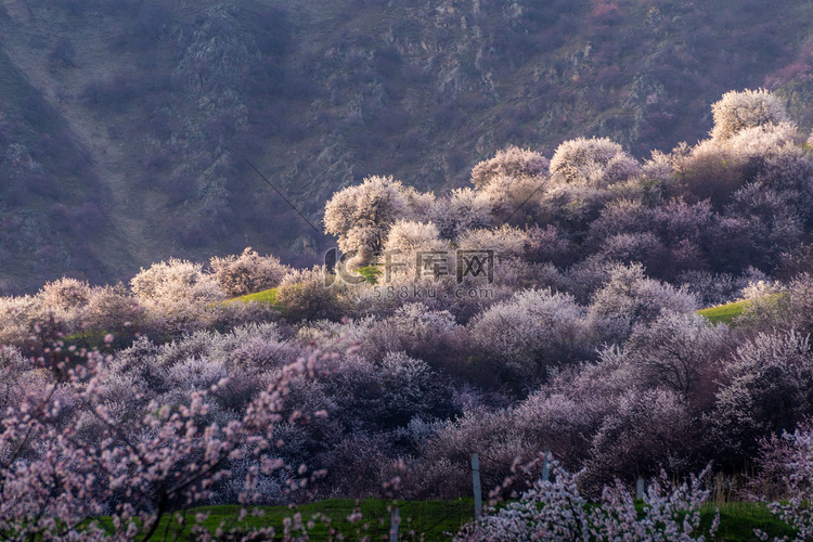 新疆伊犁那拉提杏花谷的杏花摄影