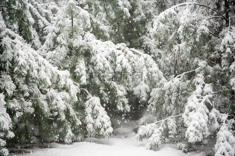 雪白天竹林上的落雪室外下雪摄影