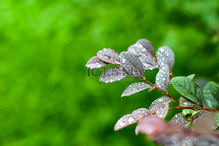 节气寒露树叶自然风景自然摄影图