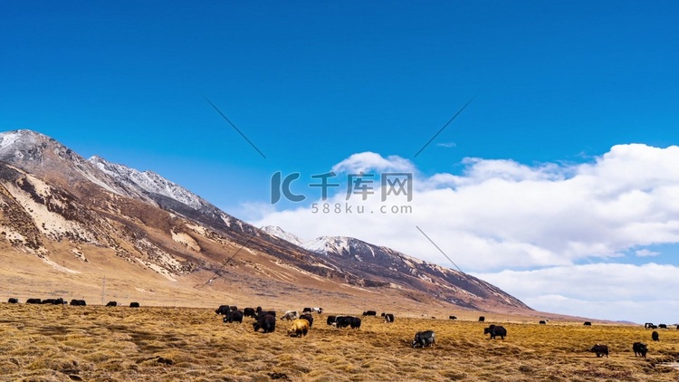 川西高原牦牛放牧自由吃草祖国山