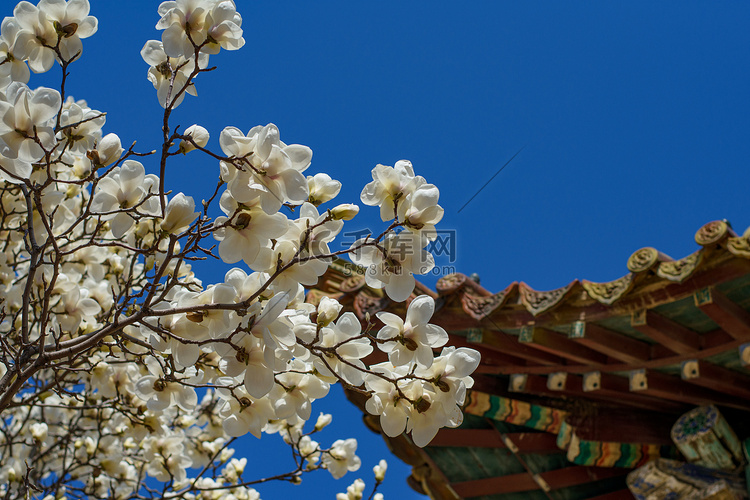 白玉兰花春分玉兰花古建筑开放摄