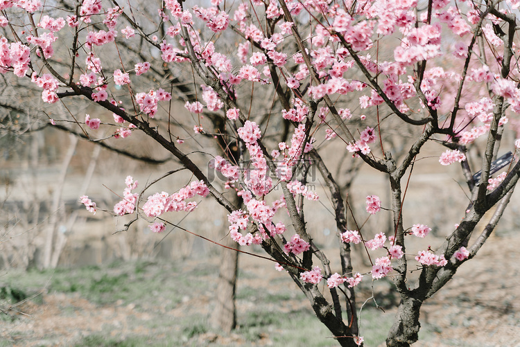植物树冬季梅花公园盛开摄影图配