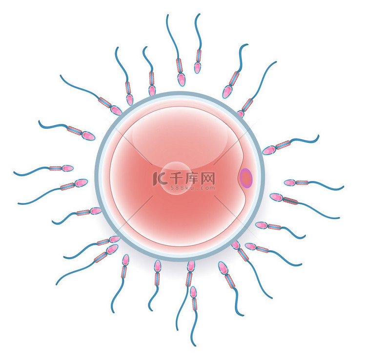 男性精子受精的女性卵子。丰富多