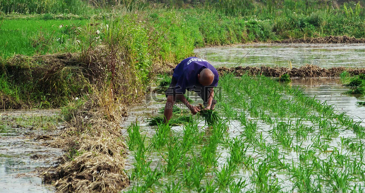 夏季夏天插秧种水稻种植播种农民