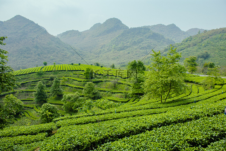 户外白天山坡上的茶场茶叶在生长