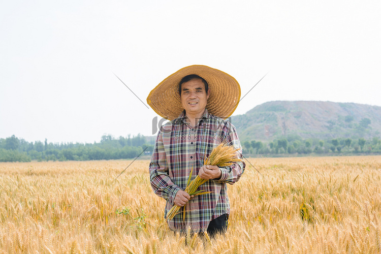 人物白天农民小麦田捧着麦子摄影