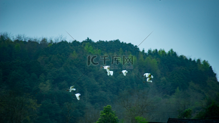 白鹭上青天春天鹭鸶大山里飞翔摄