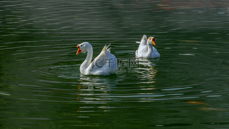 两只鹅戏水上午鹅秋季素材摄影图