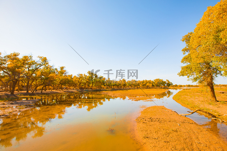 自然风景白天秋天额济纳胡杨林室