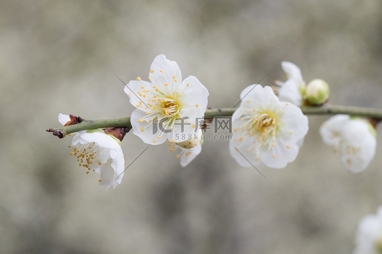 花春天梅花风景花蕊摄影图配图