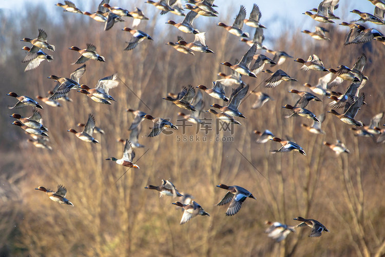 欧亚 wigeon (阿纳斯佩