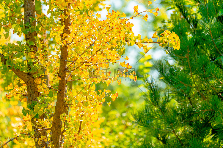 秋天自然风光白昼银杏树户外拍摄