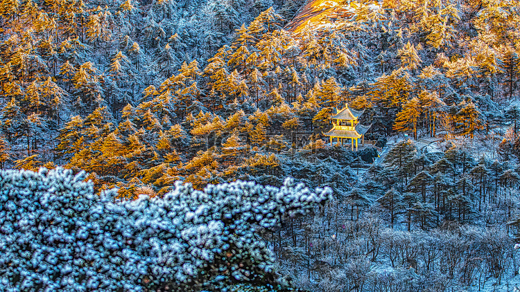 冬天树木和白雪摄影图