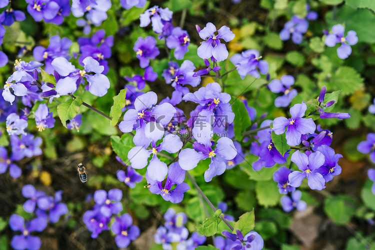 紫色花朵花圃植物二月兰摄影图配