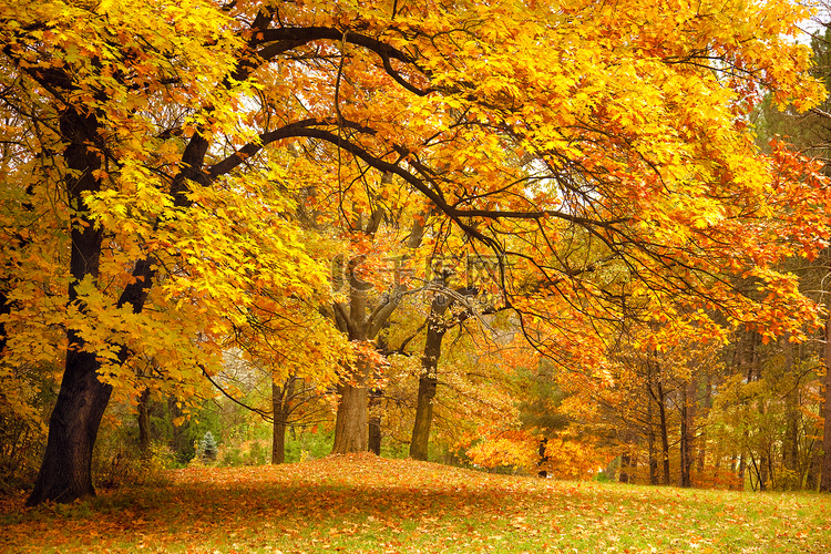 秋和金色的公园里的树木