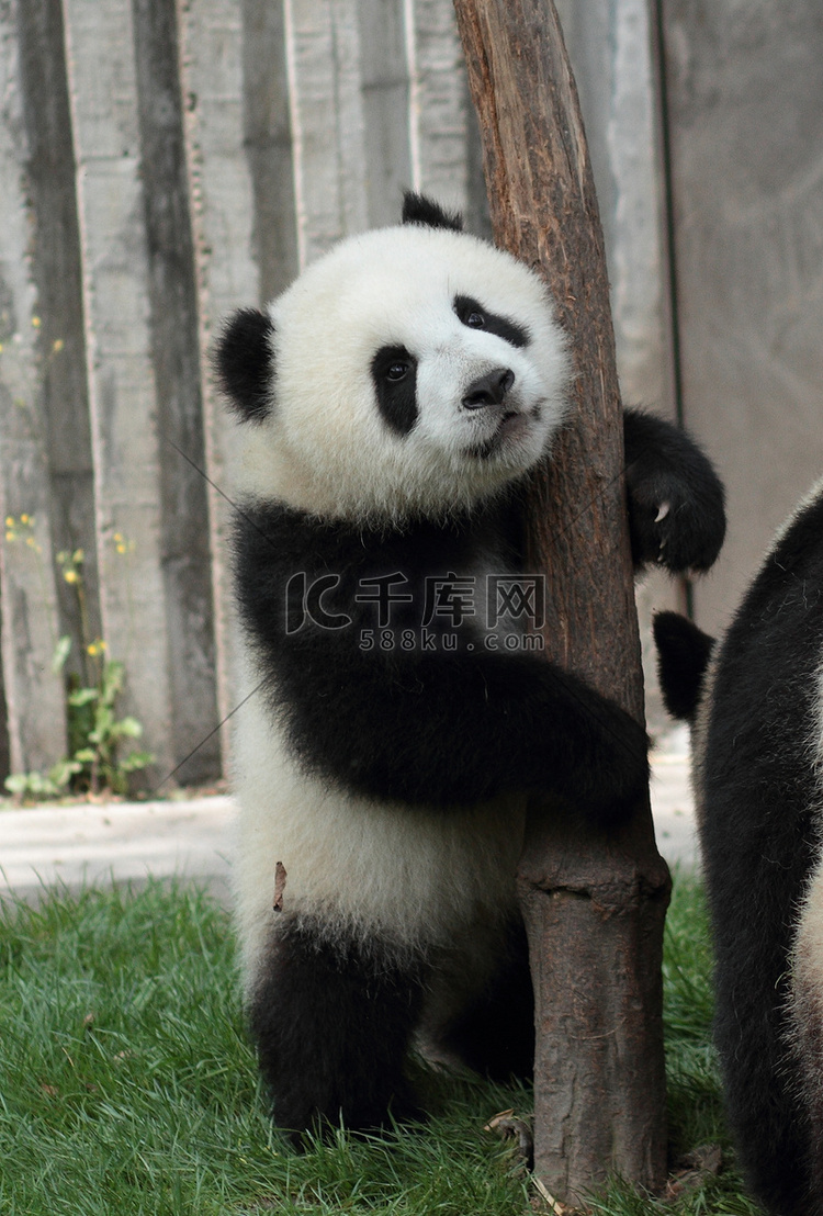  一只熊猫幼崽躲在树后偷看