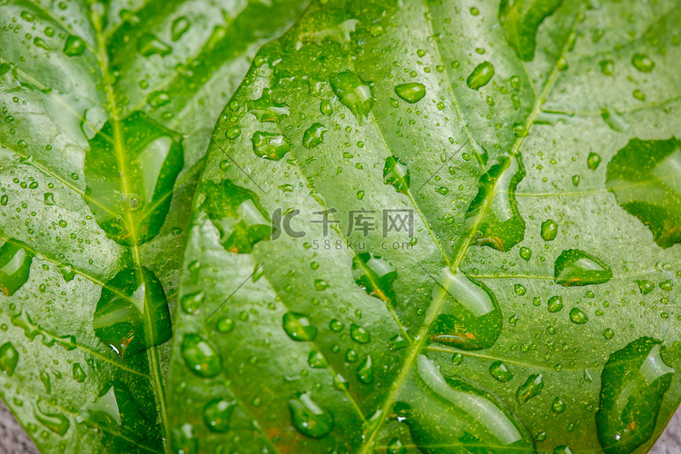 植物脉络水滴谷雨雨水摄影图配图