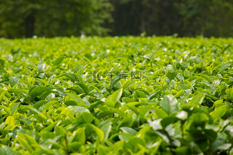 户外白天在春天里生长的茶园茶叶