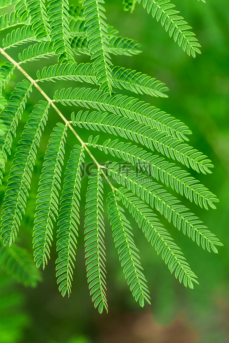 植物早上合欢叶户外植物摄影图配