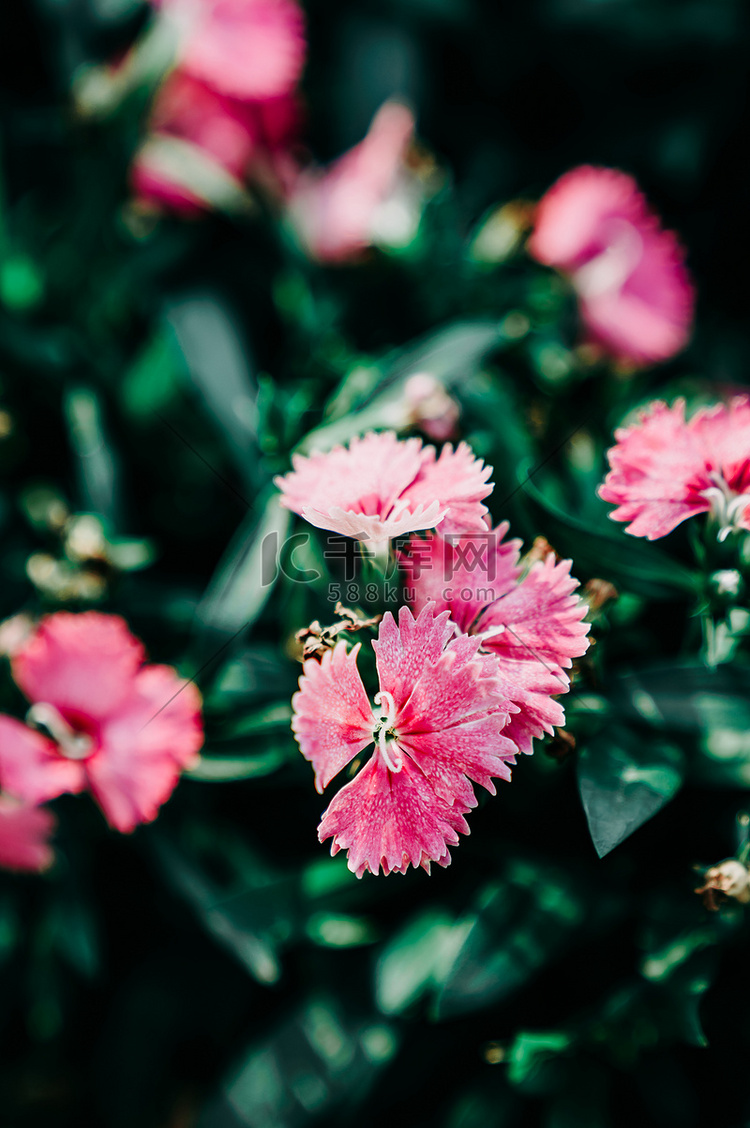 春季花朵花卉赏花植物摄影图配图