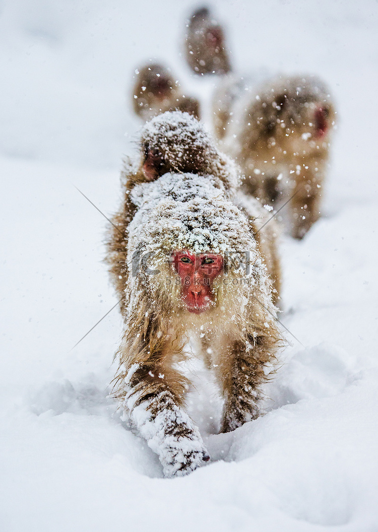 日本猕猴的组雪地走着