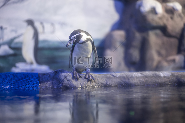 水族馆里的企鹅下午企鹅水族馆看