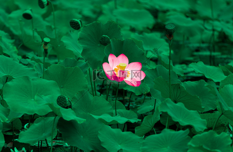 夏日雨后荷花白天荷花荷塘花卉摄