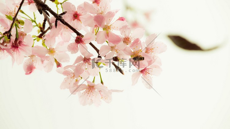 春春季花花卉花园摄影图配图