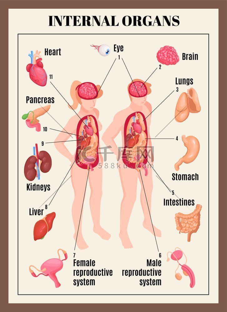 内脏海报与男性和女性解剖学等距
